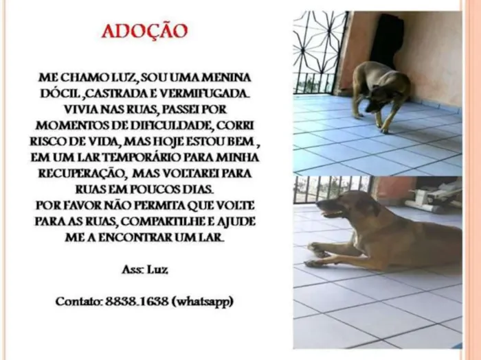Cachorro ra a SRD idade 3 anos nome Luz