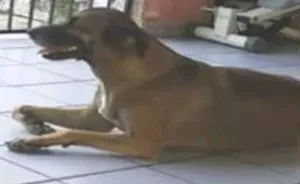 Cachorro raça SRD idade 3 anos nome Luz