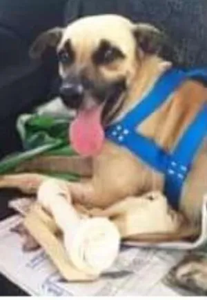 Cachorro raça SRD idade 1 ano nome Dudu
