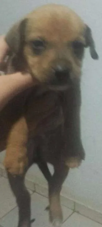 Cachorro ra a INDEFINIDA idade Abaixo de 2 meses nome FILHOTES