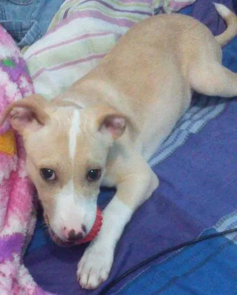 Cachorro ra a Vira lata idade 1 ano nome Nick
