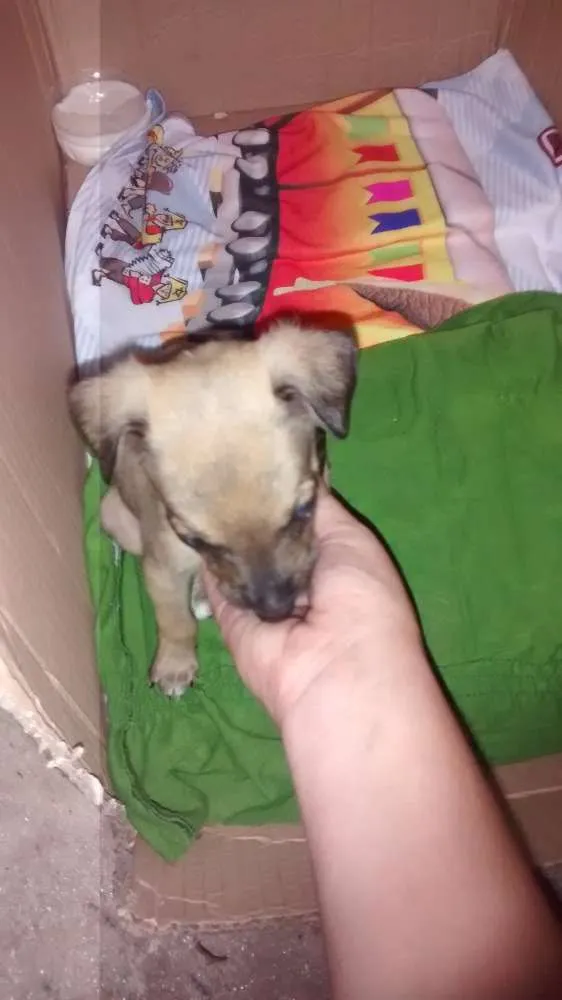 Cachorro ra a vira lata idade Abaixo de 2 meses nome sem nome