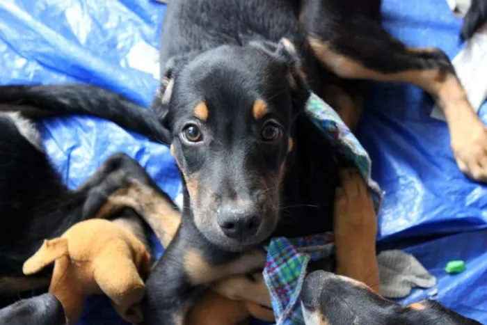 Cachorro ra a srd idade 2 a 6 meses nome Pluto