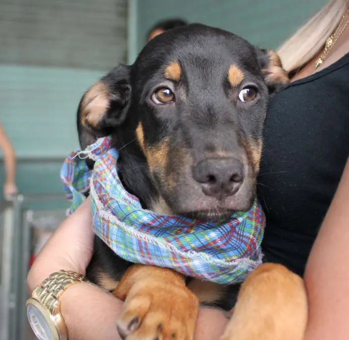 Cachorro ra a srd idade 2 a 6 meses nome Pluto