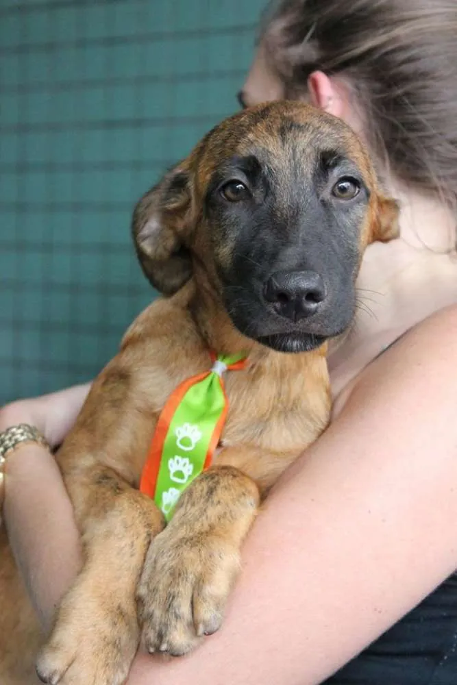 Cachorro ra a SRD idade 2 a 6 meses nome Tigrão