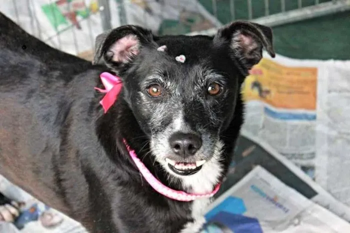 Cachorro ra a SRD idade 6 ou mais anos nome Naomi