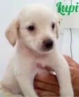 Lupi