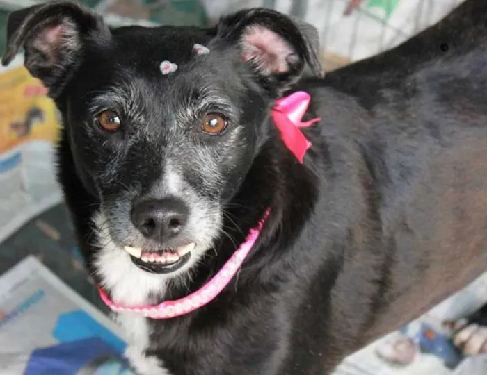 Cachorro ra a SRD idade 6 ou mais anos nome Naomi