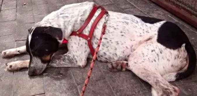 Cachorro raça SRD idade 2 anos nome Brenda