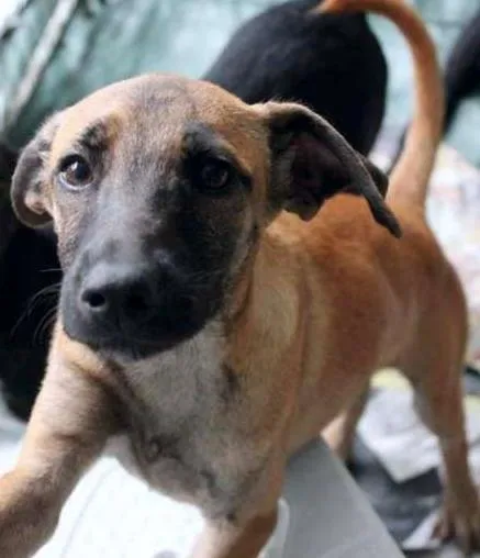 Cachorro ra a SRD idade 2 a 6 meses nome Moisés