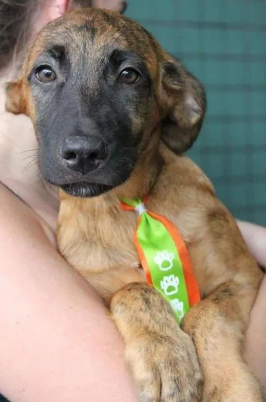 Cachorro ra a SRD idade 2 a 6 meses nome Tigrão