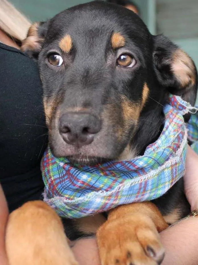 Cachorro ra a srd idade 2 a 6 meses nome Pluto
