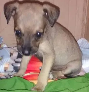 Cachorro raça vira lata idade Abaixo de 2 meses nome sem nome