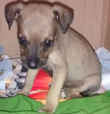Cachorro ra a vira lata idade Abaixo de 2 meses nome sem nome