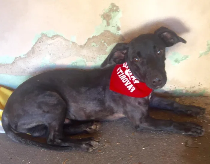 Cachorro ra a SRD idade 7 a 11 meses nome Kibe