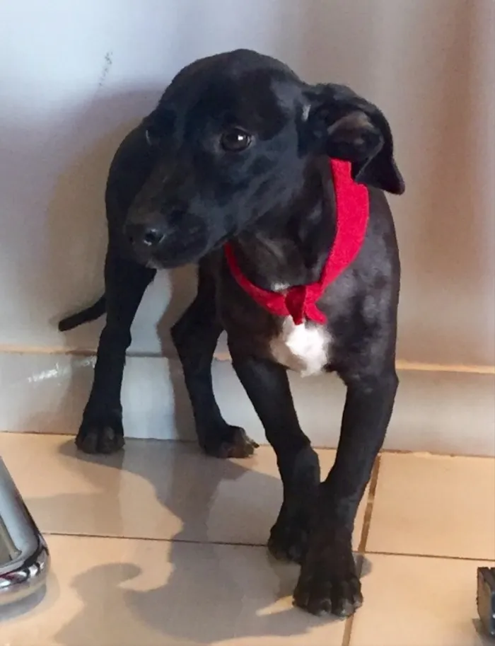 Cachorro ra a SRD idade 7 a 11 meses nome Kibe