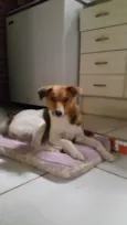 Dama