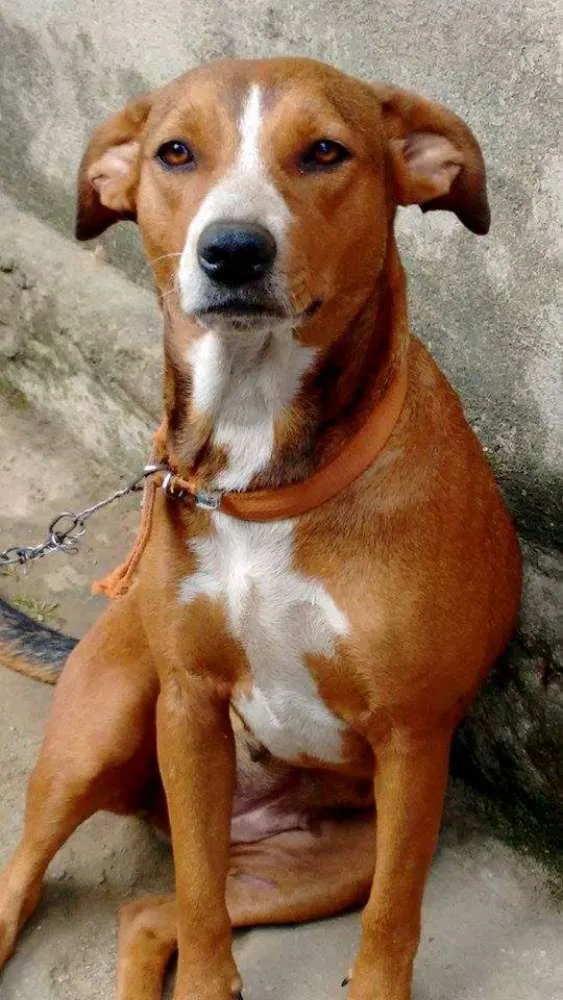 Cachorro ra a SRD idade 4 anos nome Lurdinha