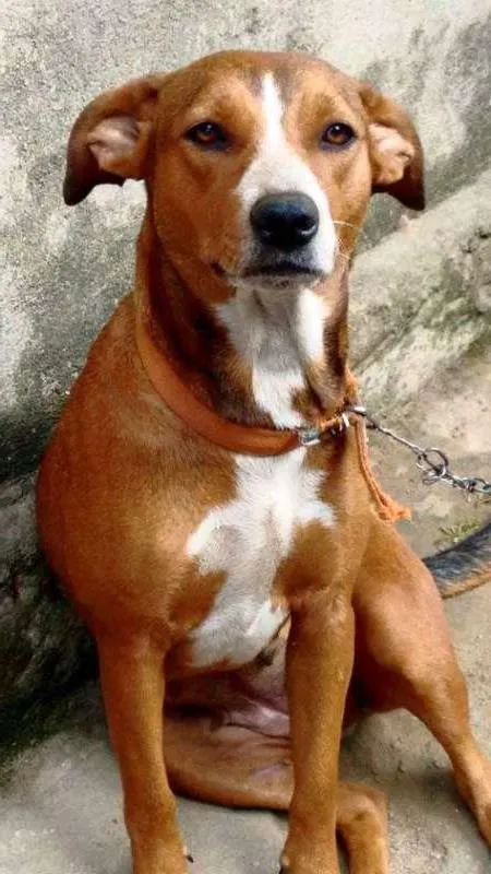 Cachorro ra a SRD idade 4 anos nome Lurdinha