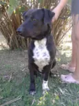 Guerreiro