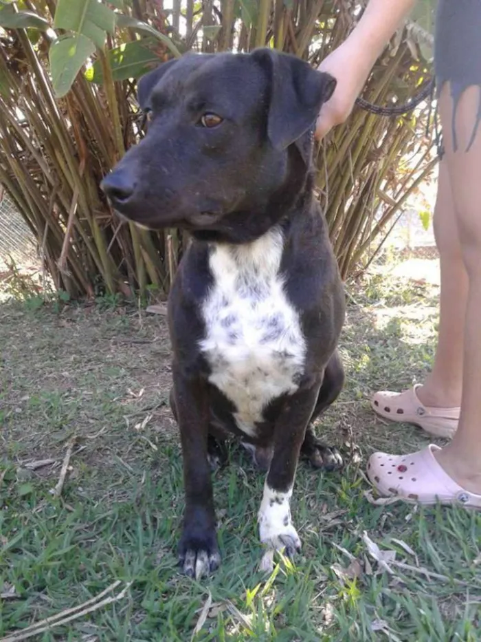 Cachorro ra a srd idade 4 anos nome Guerreiro