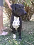 Guerreiro