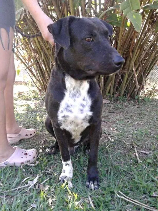 Cachorro ra a srd idade 4 anos nome Guerreiro