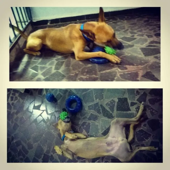 Cachorro ra a Vira Lata idade 2 anos nome Harry
