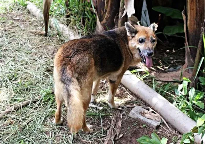 Cachorro ra a SRD idade 6 ou mais anos nome Tina