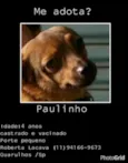 Paulinho