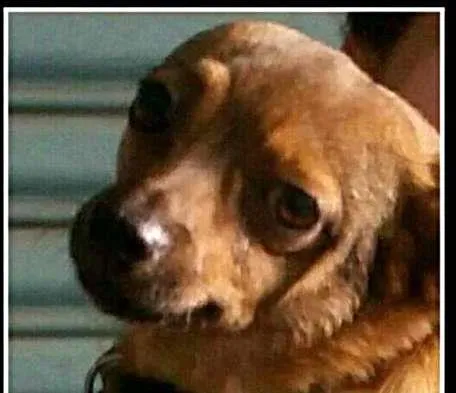 Cachorro ra a SRD idade 4 anos nome Paulinho
