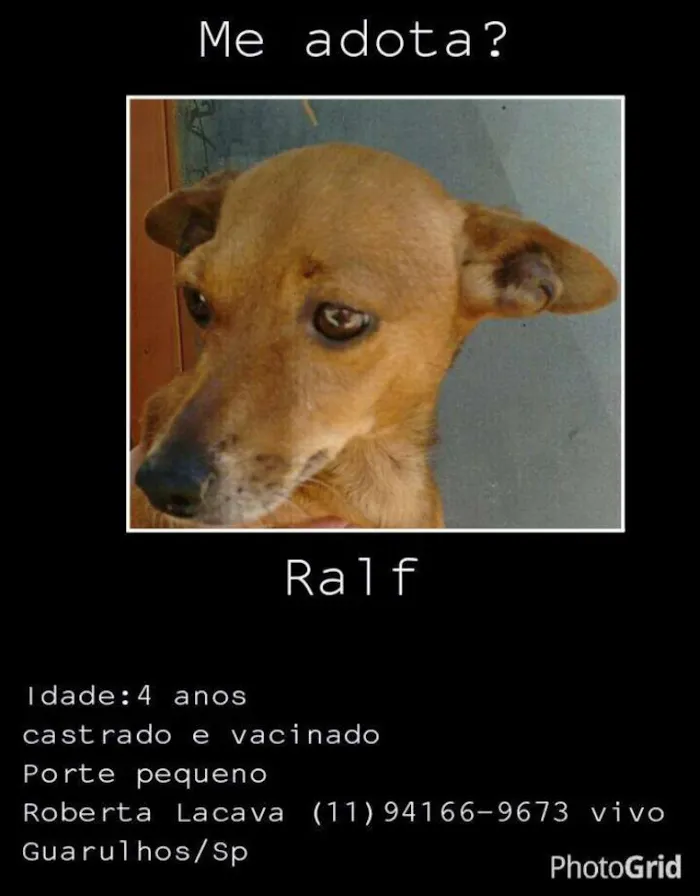 Cachorro ra a srd idade 4 anos nome Ralf