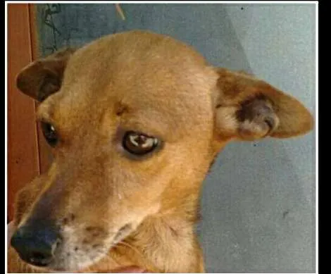 Cachorro ra a srd idade 4 anos nome Ralf