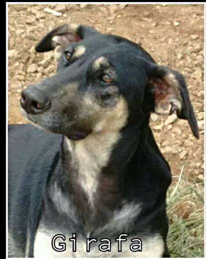 Cachorro ra a srd idade 1 ano nome Girafa