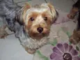 Laila