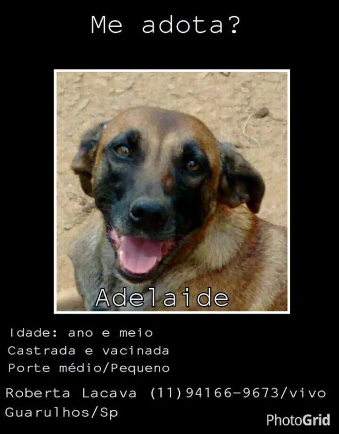 Cachorro ra a SRD idade 1 ano nome Adelaide
