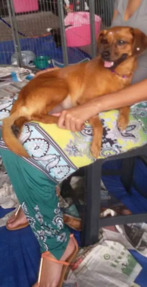 Cachorro ra a SRD idade 2 anos nome Loren