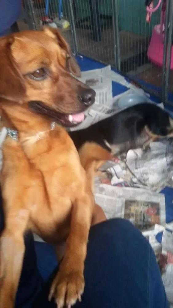 Cachorro ra a SRD idade 2 anos nome Loren