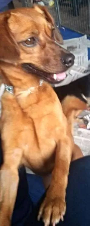 Cachorro ra a SRD idade 2 anos nome Loren