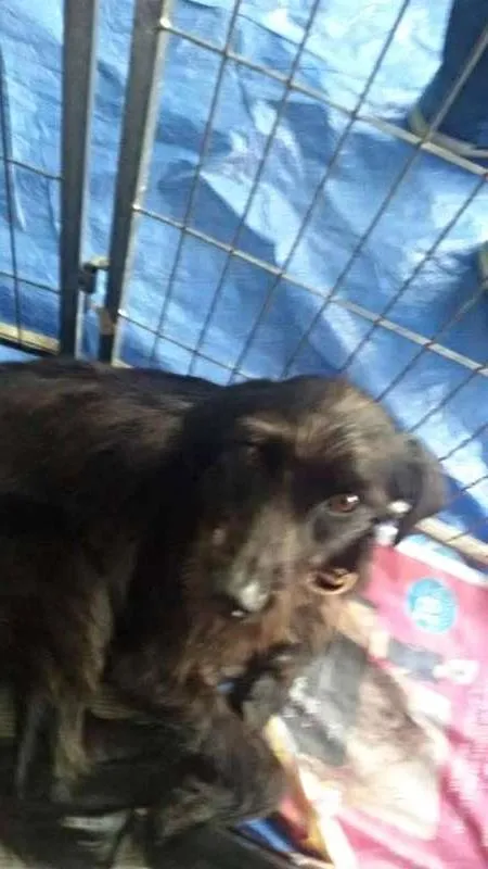Cachorro ra a srd idade 2 anos nome Robinho