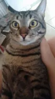 Faísca