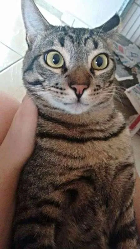 Gato ra a SRD idade 1 ano nome Faísca
