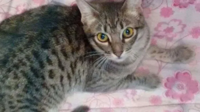 Gato ra a SRD idade 1 ano nome Melanie