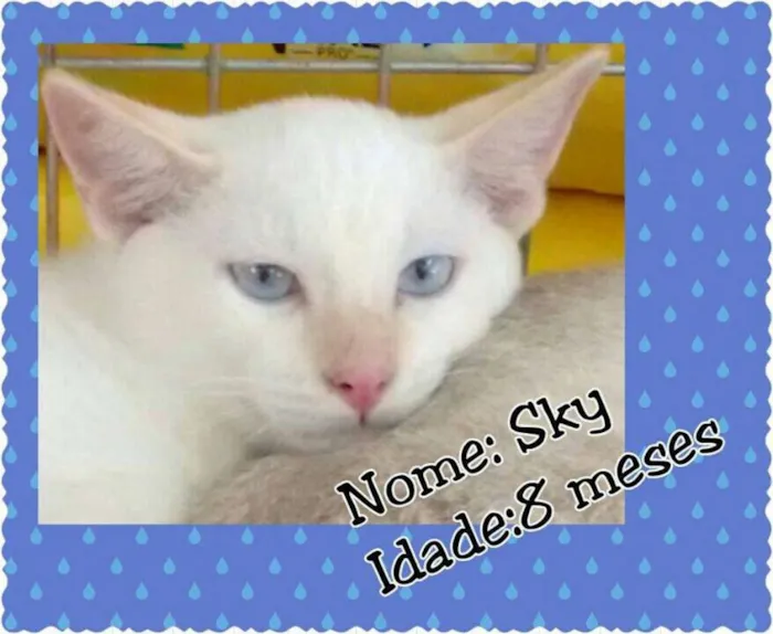 Gato ra a SRD idade 7 a 11 meses nome Sky
