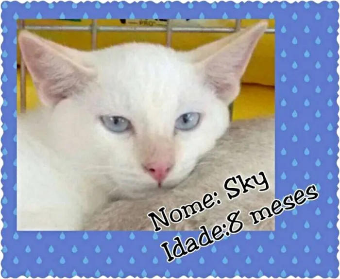 Gato ra a SRD idade 7 a 11 meses nome Sky