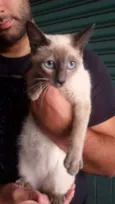 Mingau