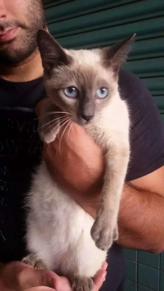 Gato ra a SRD idade 7 a 11 meses nome Mingau