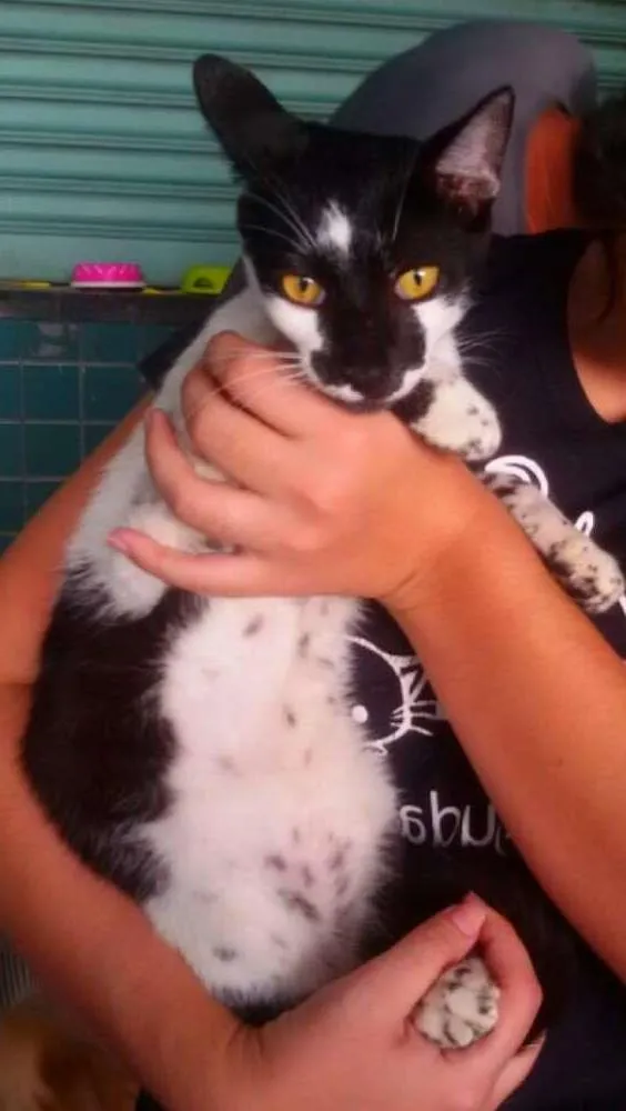 Gato ra a SRD idade 7 a 11 meses nome Floquinho