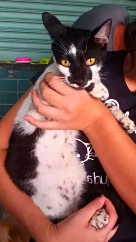 Gato ra a SRD idade 7 a 11 meses nome Floquinho