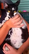 Floquinho